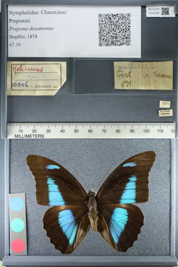 Media type: image;   Entomology 161287